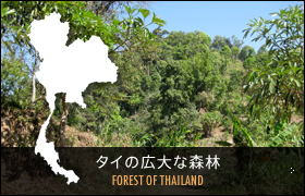 タイの広大な森林